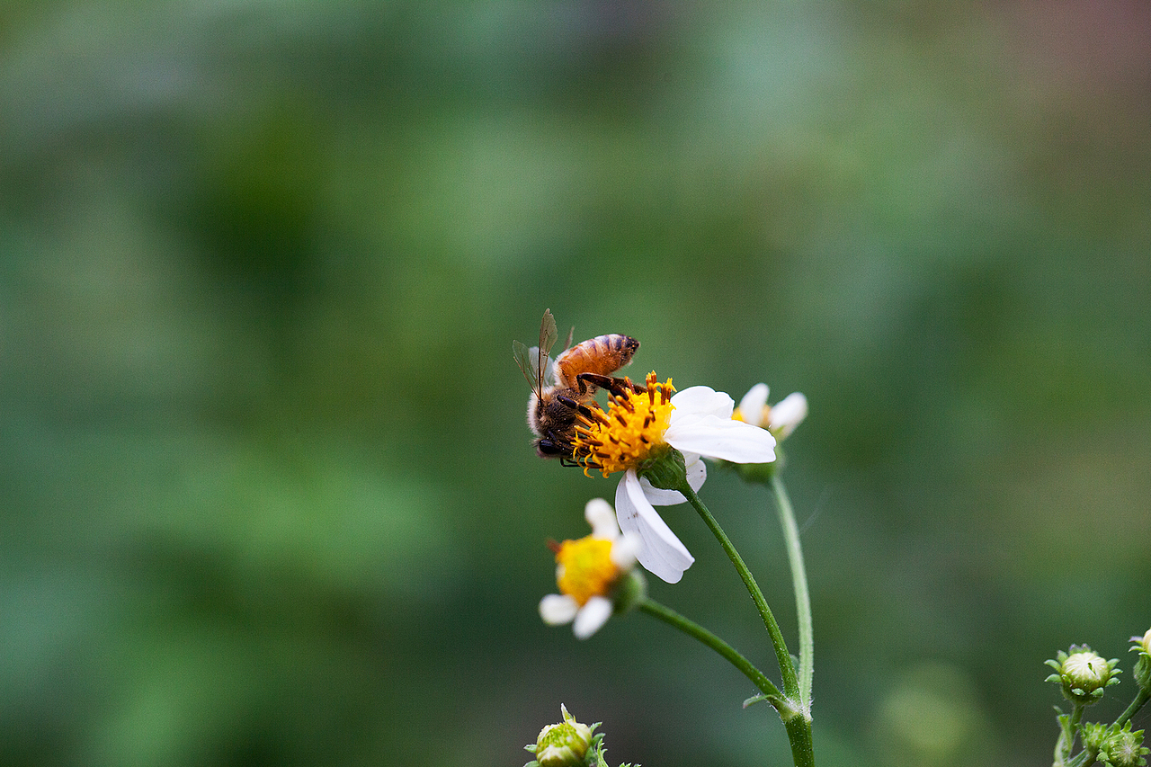 抓蜂捕蝶（图ZMzU3NzUyMzI=） - 风光摄影 - 站酷设计师野蛮驴友原创素材 - 站酷ZCOOL