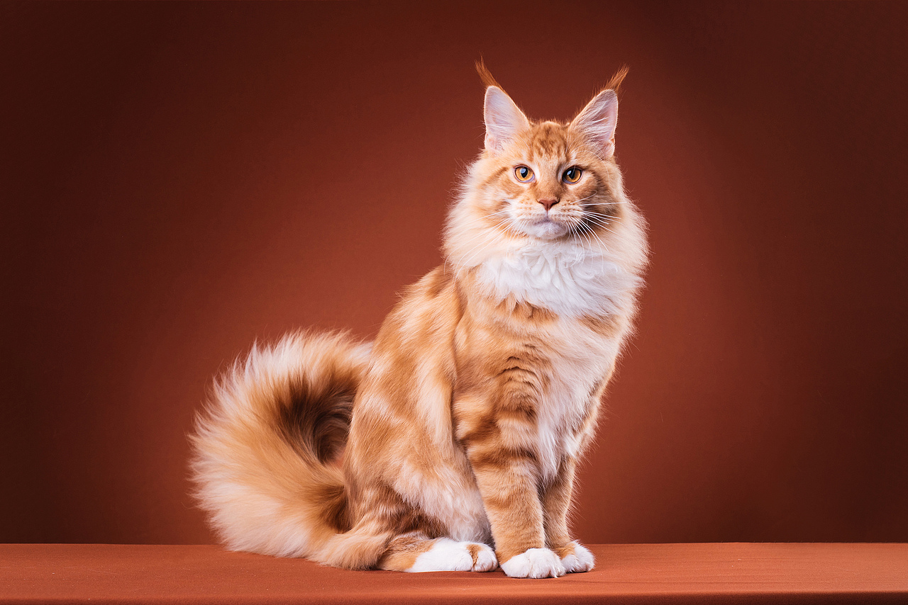 Farewell 2018【克查原创作品30】（图ZMTQwMTY0ODc2） - 宠物摄影 - 站酷设计师克查原创素材 - 站酷ZCOOL