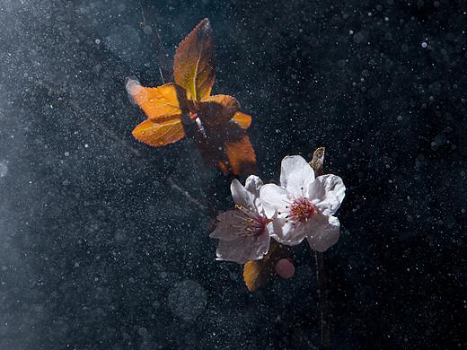 梅花——另类的梅花