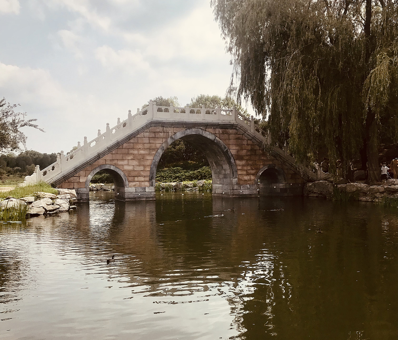 随手拍 圆明园遗址公园 西洋楼遗址 荷花 黑天鹅