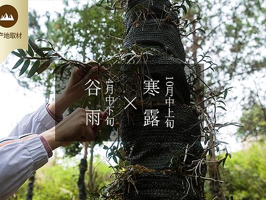 古风滋补品铁皮石斛详情