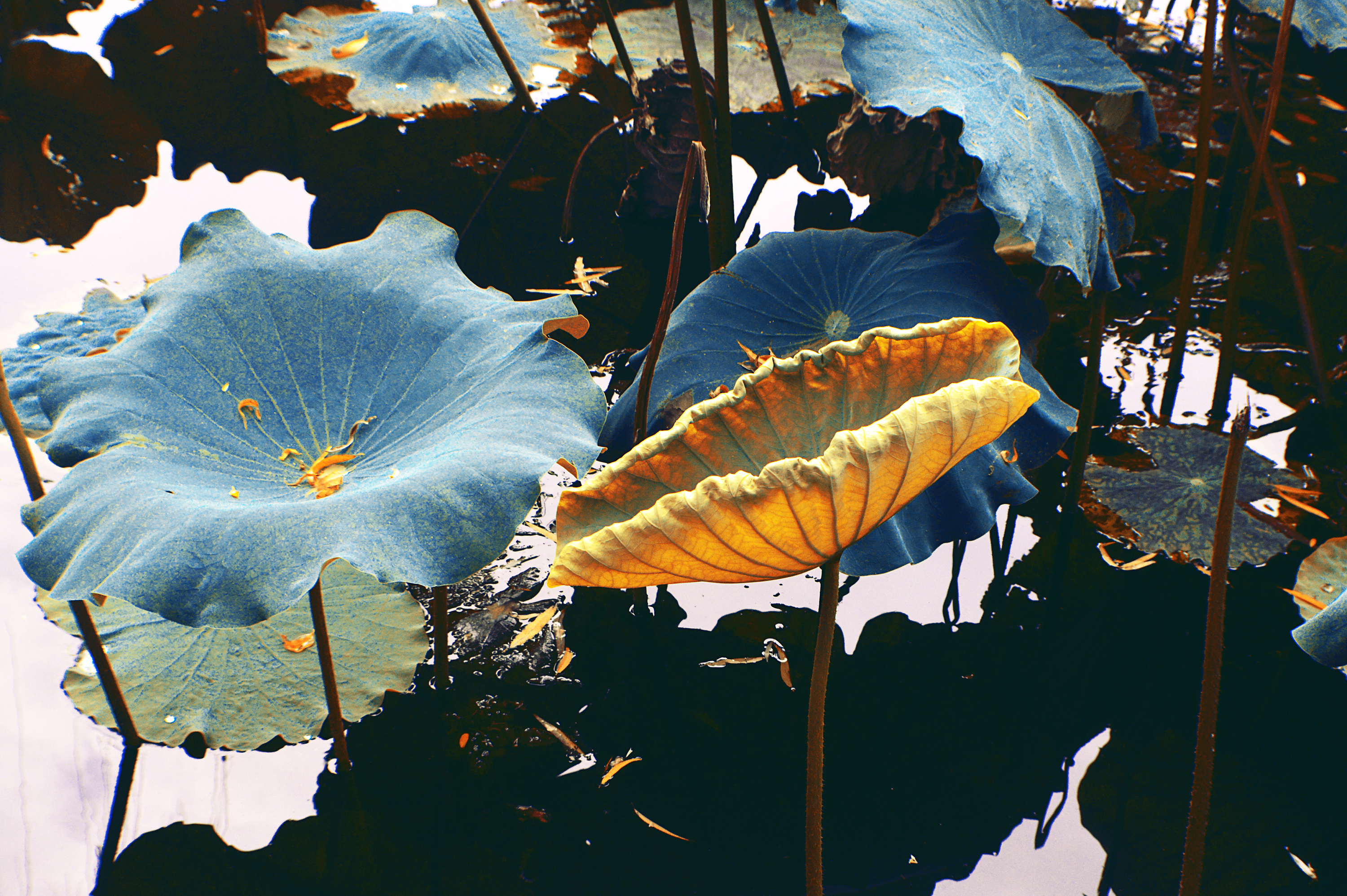 荷叶与荷|摄影|静物|木易十三香 - 原创作品 - 站酷 (zcool)