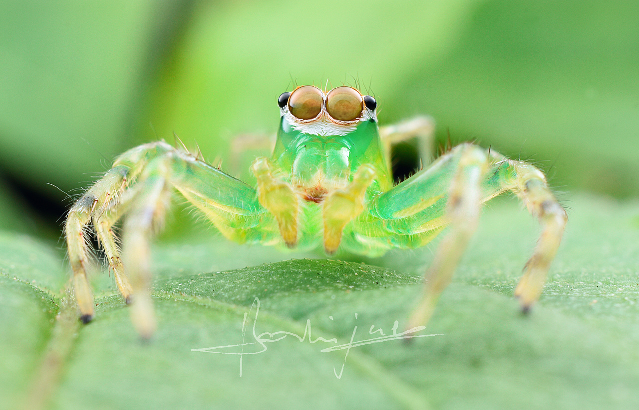 一组戴雷朋眼镜的【小蜘蛛】|摄影|风光摄影|瓜哥微距摄影 - 原创作品 - 站酷 (ZCOOL)