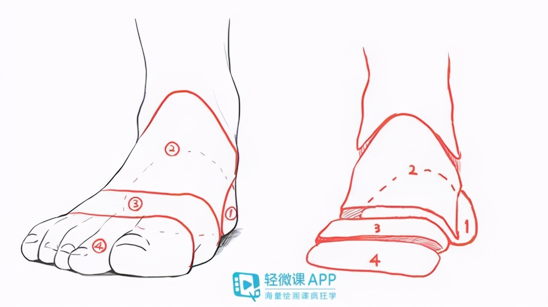 脚部结构如何绘画 脚部结构绘画教程 设计文章 站酷 Zcool