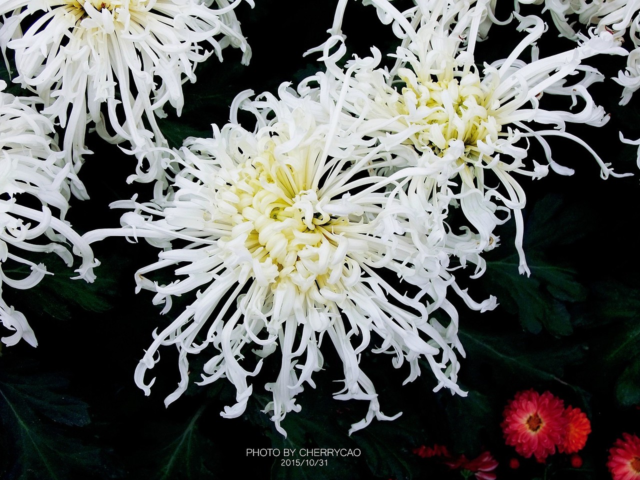 秋菊盛开（图ZMzYyMjUyMjA=） - 产品摄影 - 站酷设计师樱筱翼草原创素材 - 站酷ZCOOL