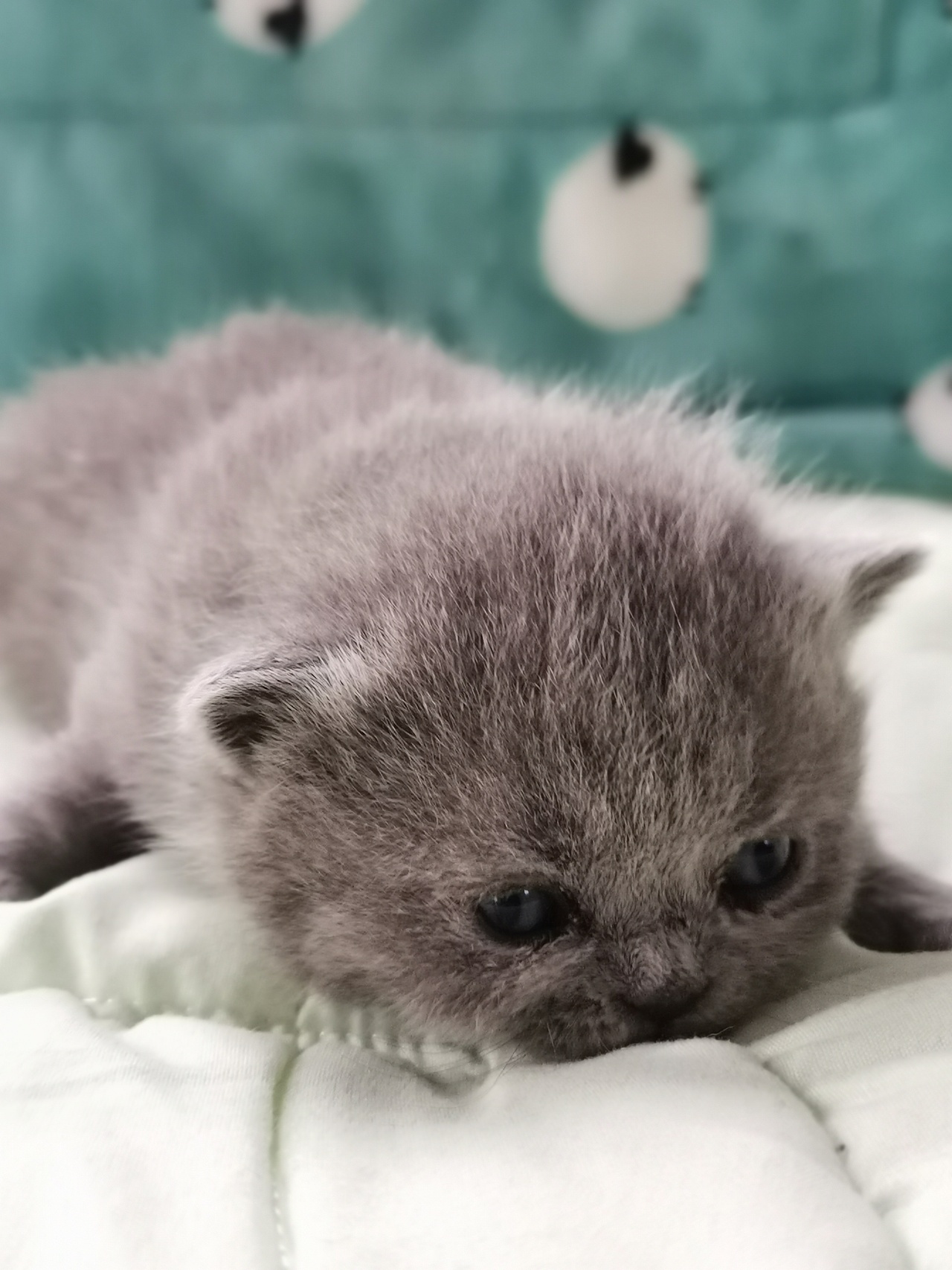 沐米猫舍 英短 编号111:英短纯蓝色 蓝猫