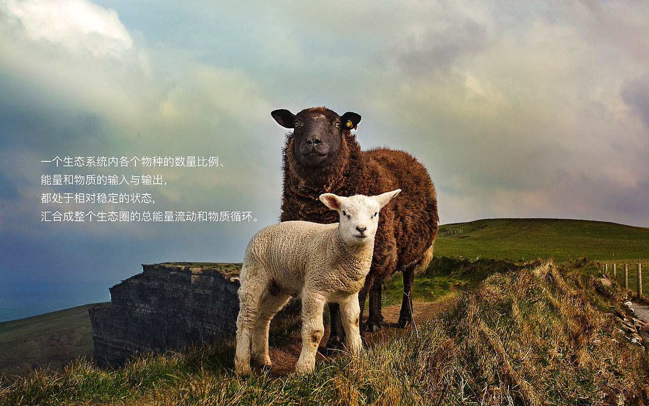 Raputa花园市集企业品牌形象（图ZMjM3MzM1Mjg4） - 品牌 - 站酷设计师aime_chan原创素材 - 站酷ZCOOL