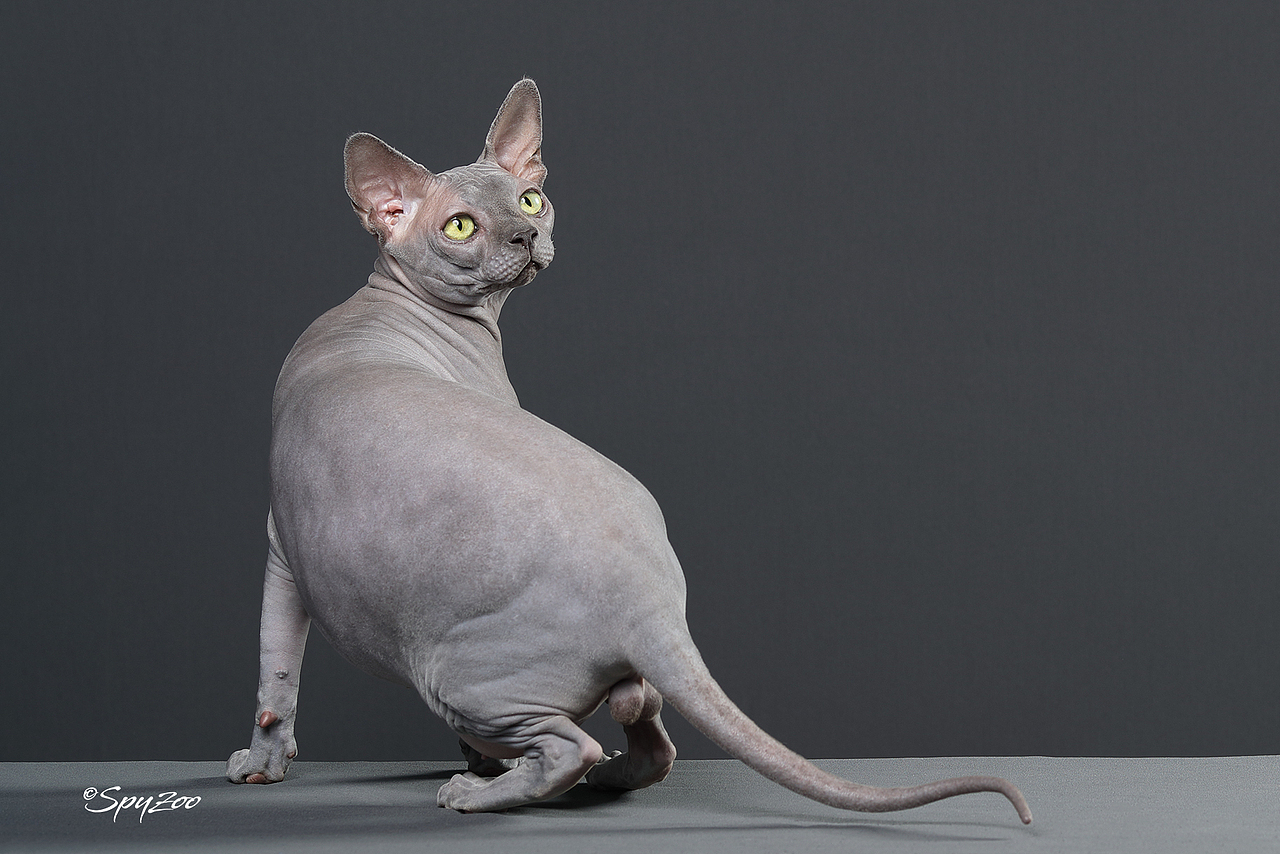 SPYZOO猫赛猫照片之「斯芬克斯无毛猫」（图ZMTY0MDc1NjY4） - 宠物摄影 - 站酷设计师spyzoo原创素材 - 站酷ZCOOL