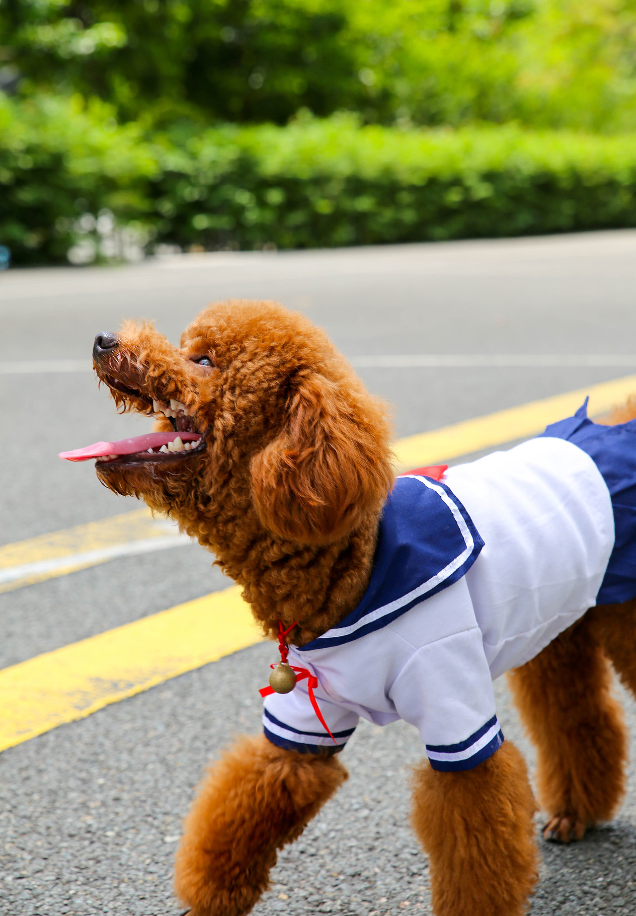 【i,pet宠物摄影】kobe