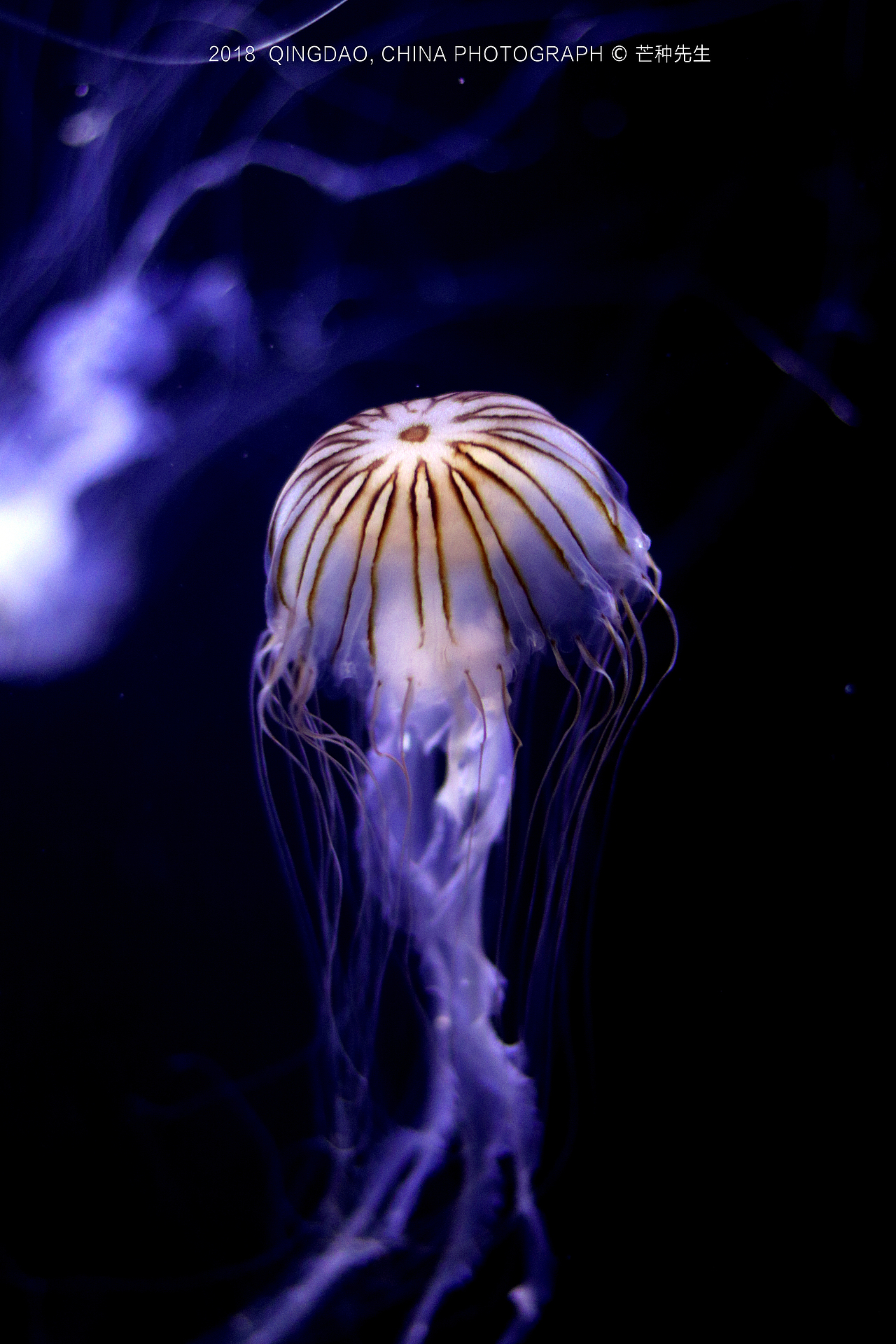 Jellyfish水母，漂亮的海洋精灵！（图ZMTI5Mzk3Nzg4） - 风光摄影 - 站酷设计师十一设计原创素材 - 站酷ZCOOL