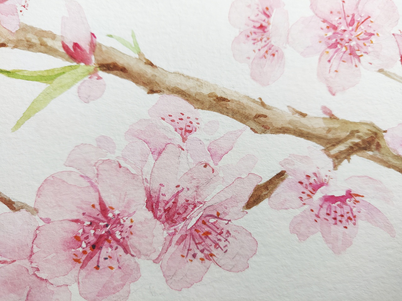 十二月花神之三月花神 桃花（图ZMjQ3NjMxNDY4） - 绘本 - 站酷设计师淂淇原创素材 - 站酷ZCOOL