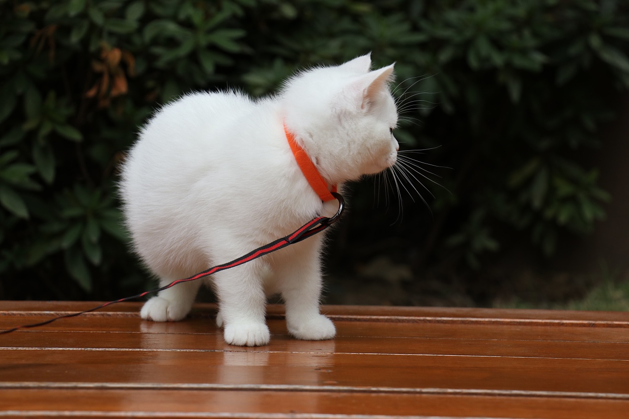 195英短纯白公全身白纯种白猫英短