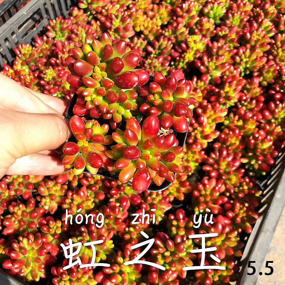 云南东南亚多肉绿植（图ZMTU1NDUxMzAw） - 产品摄影 - 站酷设计师绿植玩家原创素材 - 站酷ZCOOL