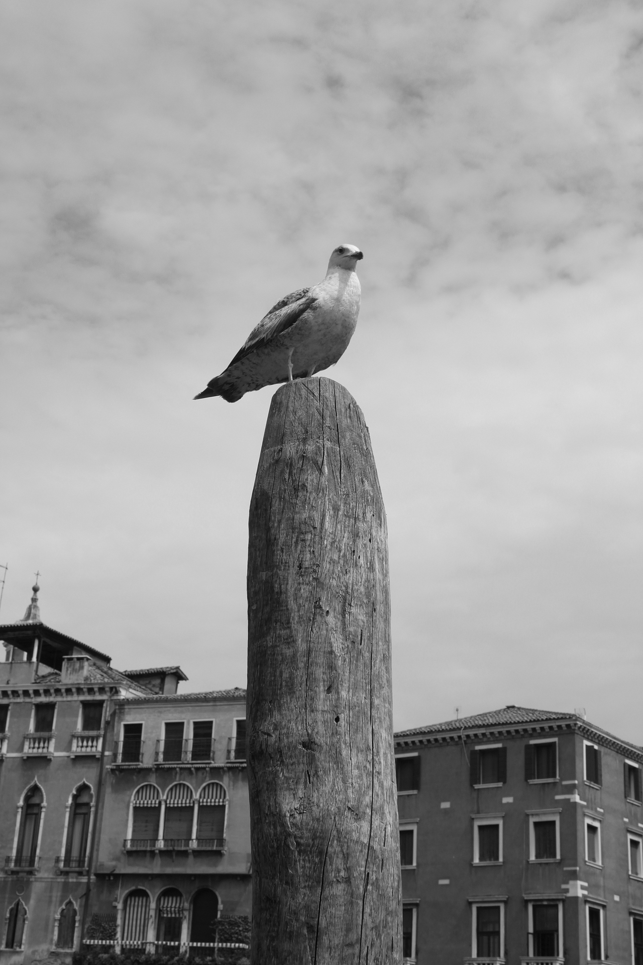 2012年05月02日第一次坐火车来venezia 在岛上和朋友走散了 看到一只高傲的鸟。这段旅程永远难忘