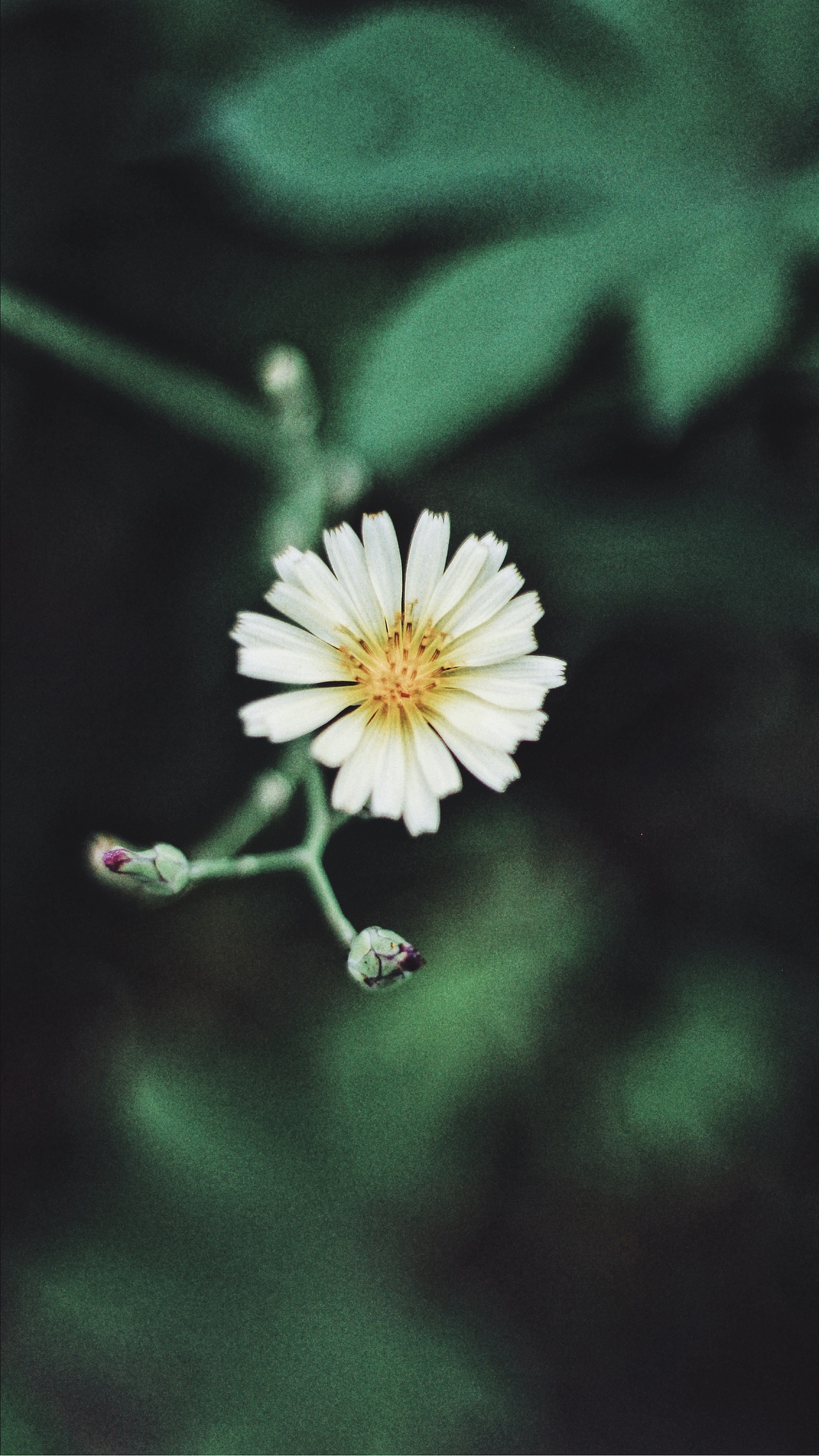 你能砍掉所有的鲜花,但你不能阻止春天的到来