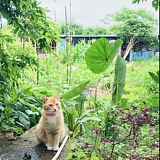 叶似风的头像