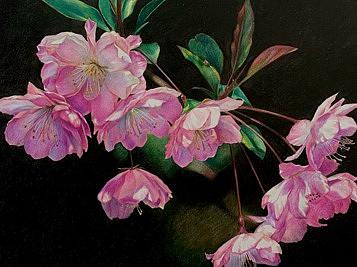 彩铅桃花