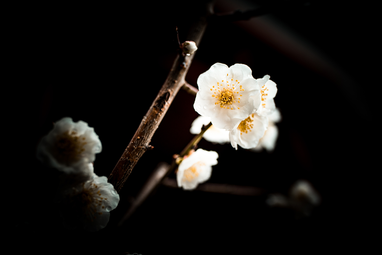 寻梅（图ZMTA4Njc0Mjgw） - 产品摄影 - 站酷设计师姚澈Cheyo原创素材 - 站酷ZCOOL