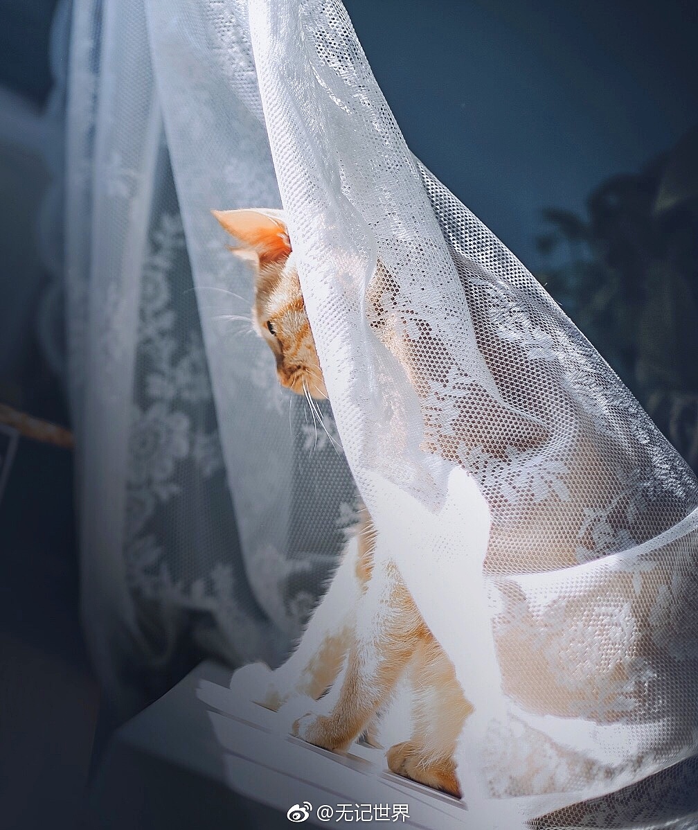 阴天和晴天.我的vikey都陪着我