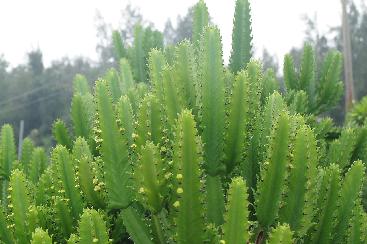 户外摄影--厦门摄影（鼓浪屿、植物园）（图ZNTc4Mzc4NzY=） - 环境/建筑摄影 - 站酷设计师今天能喝咖啡了吗原创素材 - 站酷ZCOOL