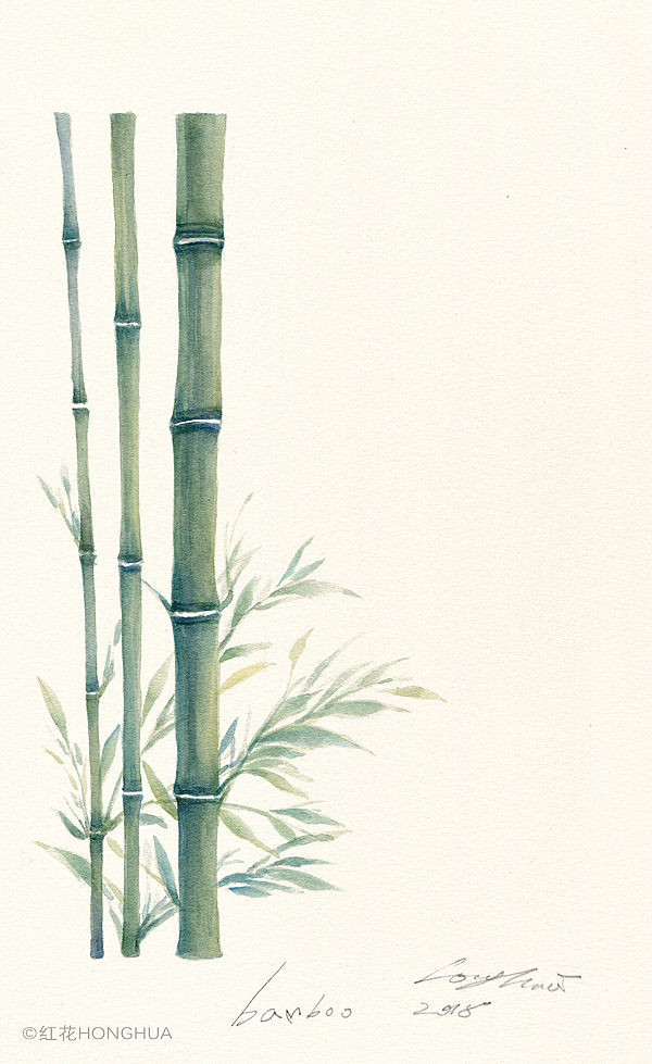妆品植物物料图（图ZMTMyNjA2MTIw） - 商业插画 - 站酷设计师红花HONGHUA原创素材 - 站酷ZCOOL