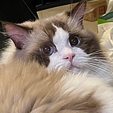 麻辣小野猪的头像