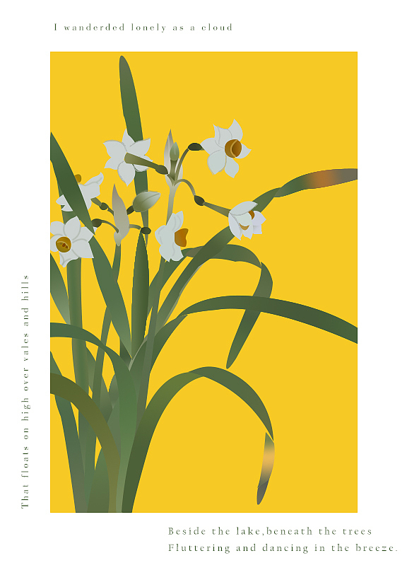 插画水仙花