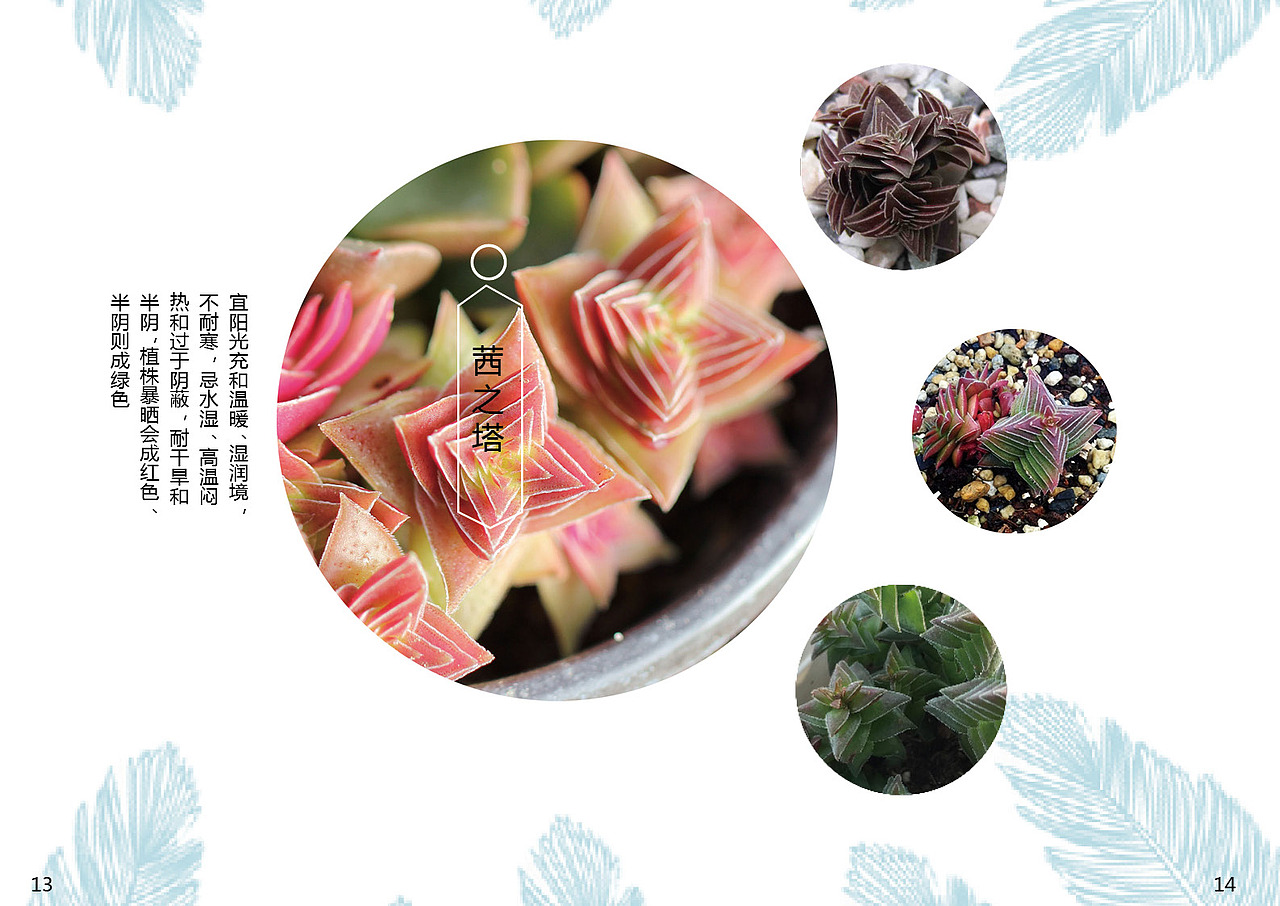 多肉植物画册（图ZODMzOTY3ODA=） - 书籍/画册 - 站酷设计师陈3岁原创素材 - 站酷ZCOOL
