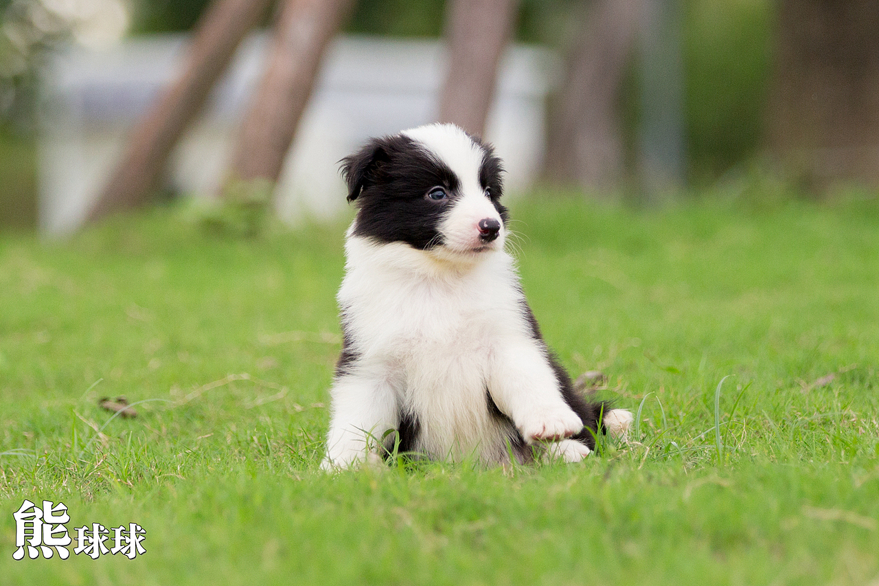 超可爱卖萌的边牧幼犬们！简直萌出血！（图ZMzgzNjM2NTI=） - 宠物摄影 - 站酷设计师熊球球原创素材 - 站酷ZCOOL