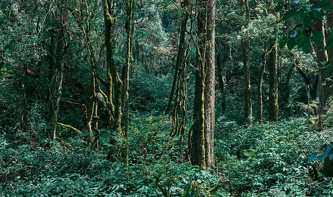  br>山田土野生古树红茶来自云南红河州阿波黎海拔2400米,原始森林高