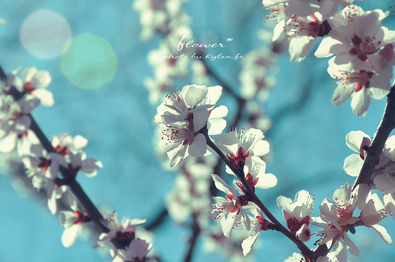 【桜*】 花。by Kylan.FR（圖ZMjY1MzgzNg==） - 風(fēng)光攝影 - 站酷設(shè)計(jì)師Kylan原創(chuàng)素材 - 站酷ZCOOL