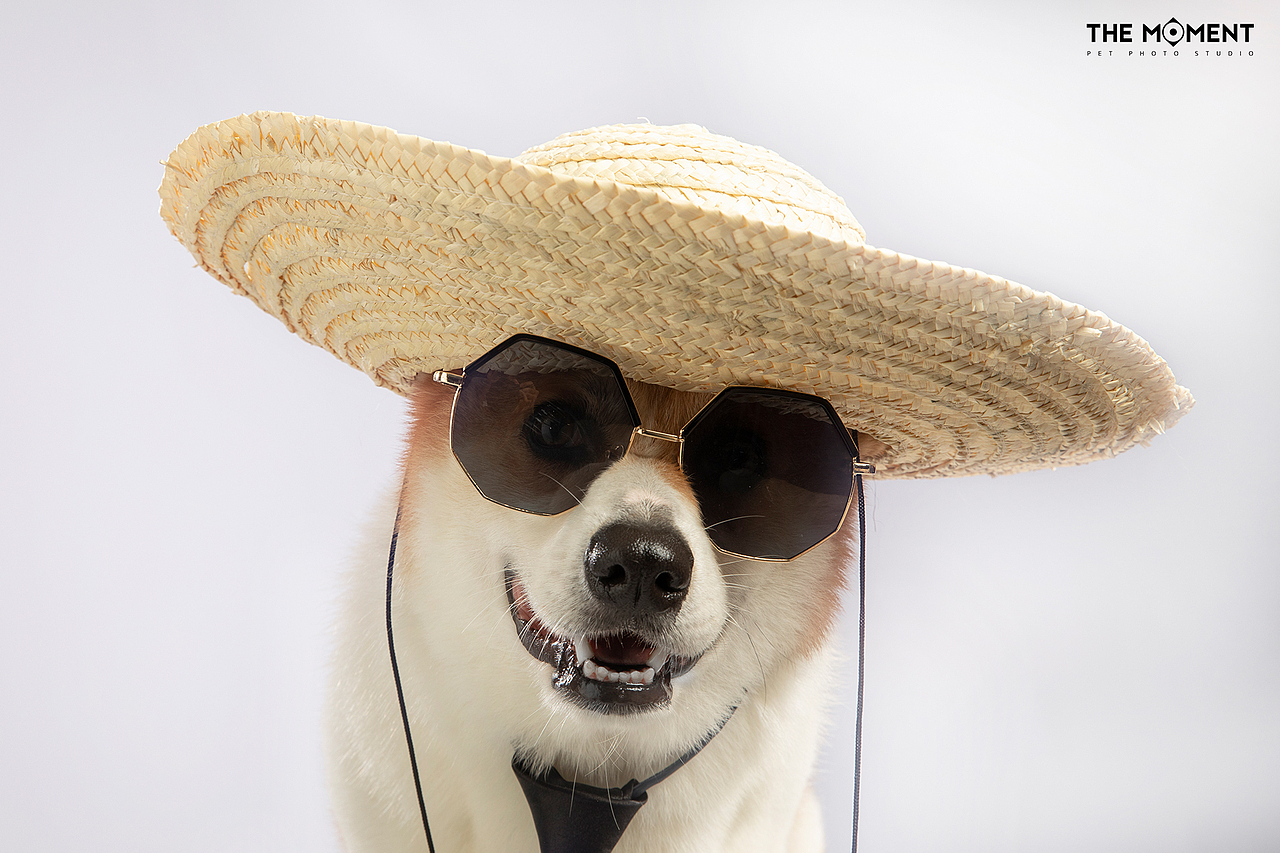 宠物摄影 萌宠造型秀