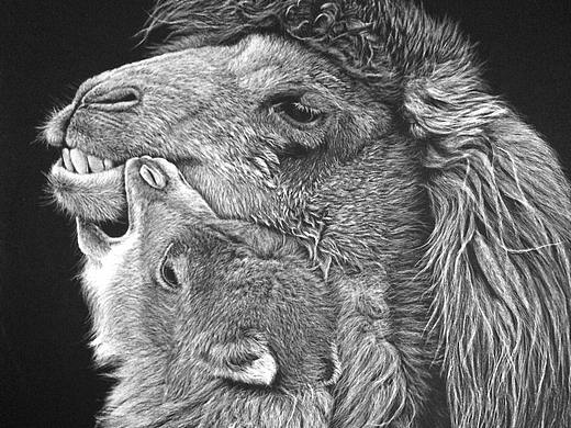 李子哥刮画作品《啃老族》