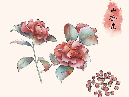 中医中草药药材