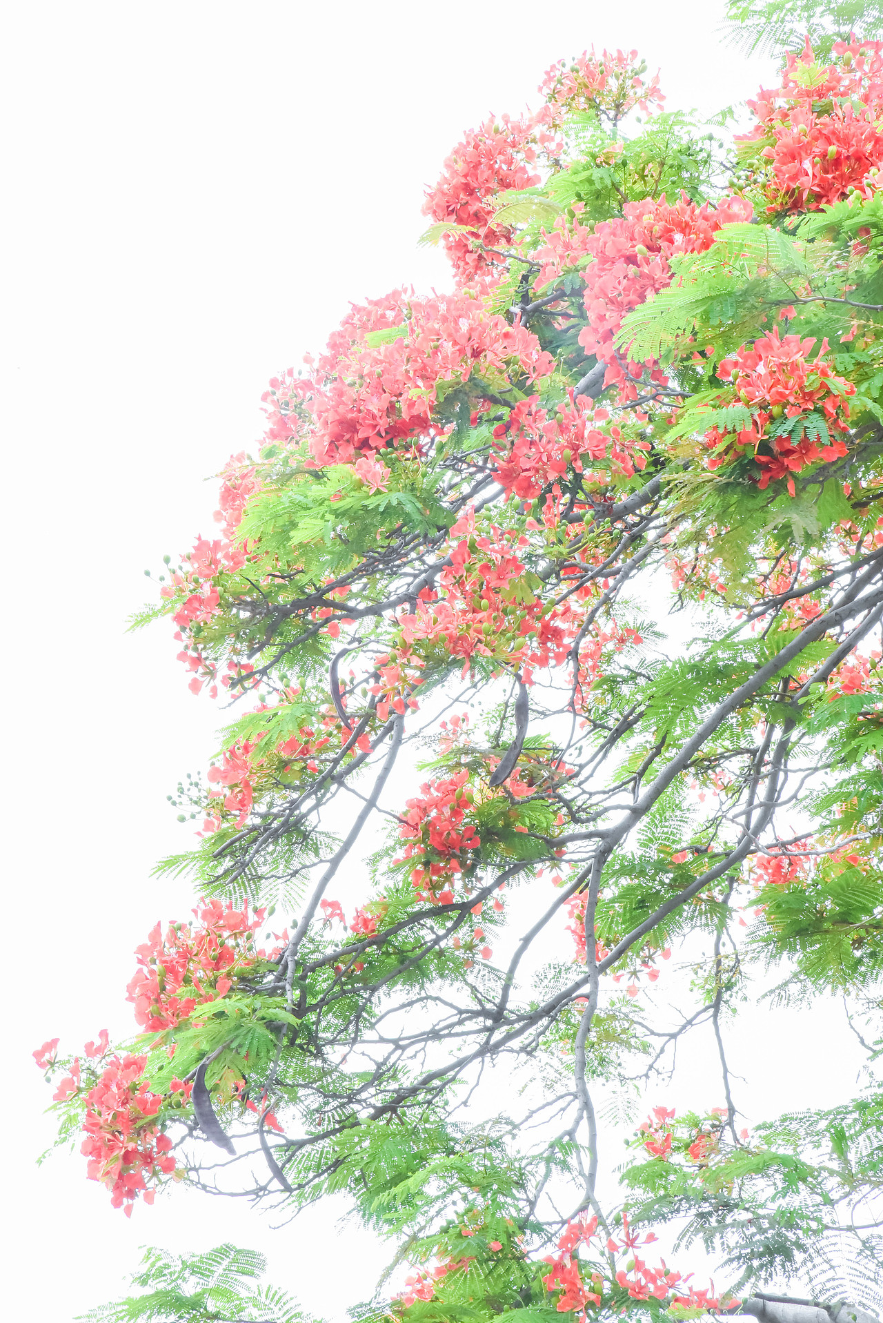 凤凰花,花开两季,一季缘起,一起缘灭!