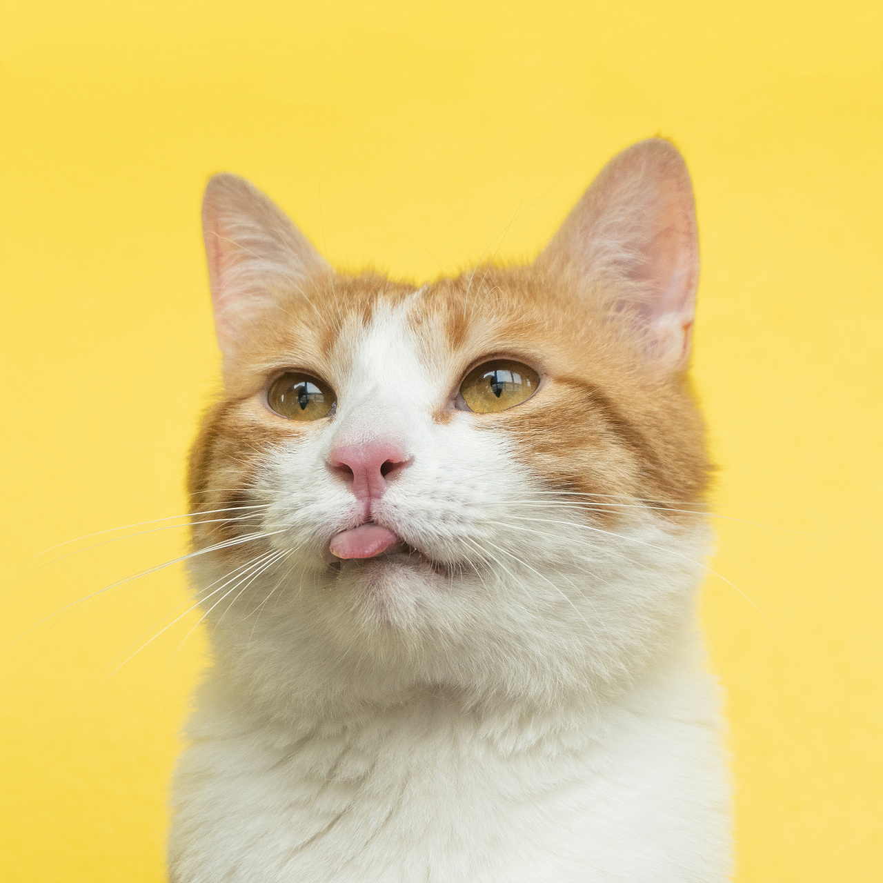 伸出他的舌头的猫 库存图片. 图片 包括有 他的, 查找, 舌头, 停留, 外出 - 119054915