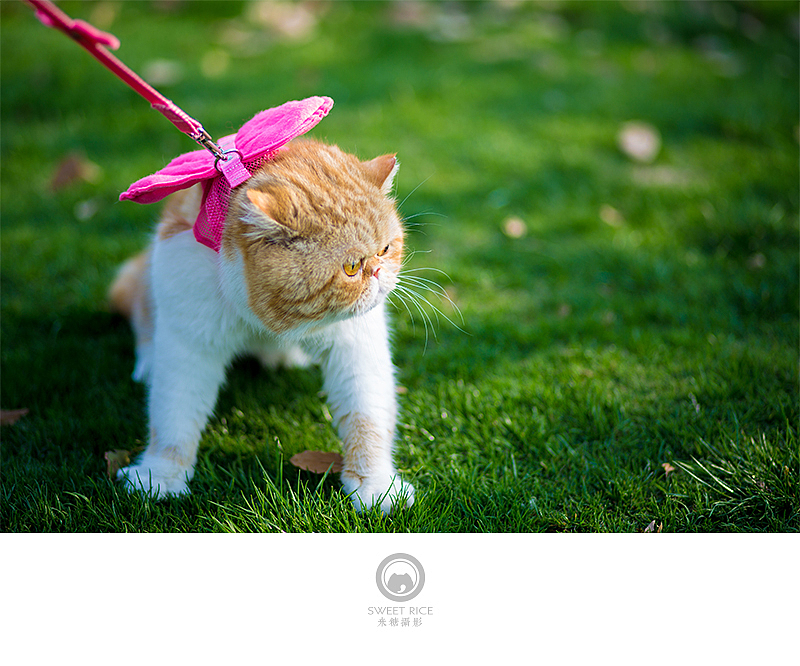 加菲阿宝和乱入的东西（图ZNDY1NjQ0NTI=） - 宠物摄影 - 站酷设计师挂糖原创素材 - 站酷ZCOOL