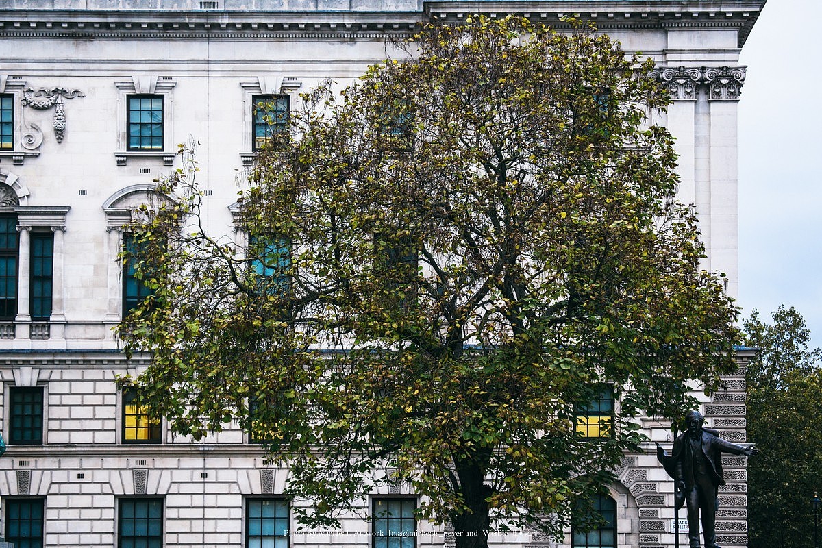 长的超茂密的树，总是吸引我的注意力~更何况后面其妙色彩的灯光搭配……