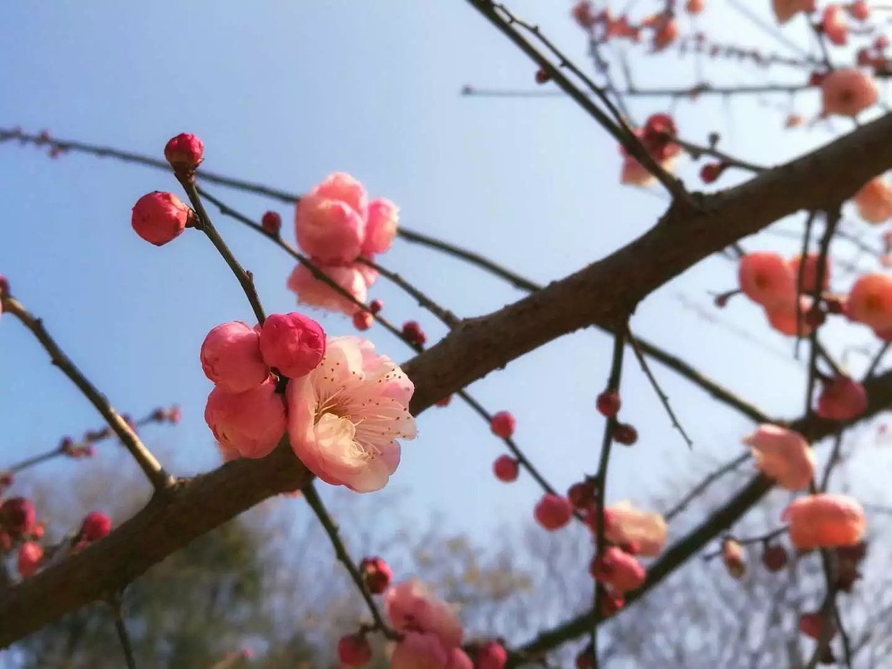 梅花开之修图篇(工具软件:snapspeed)