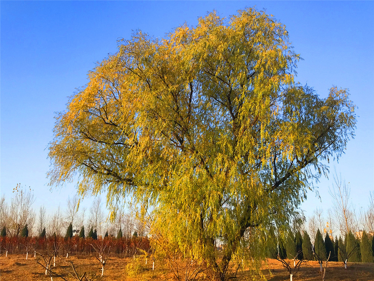 刘勇良手机纪实摄影:金色的垂杨柳