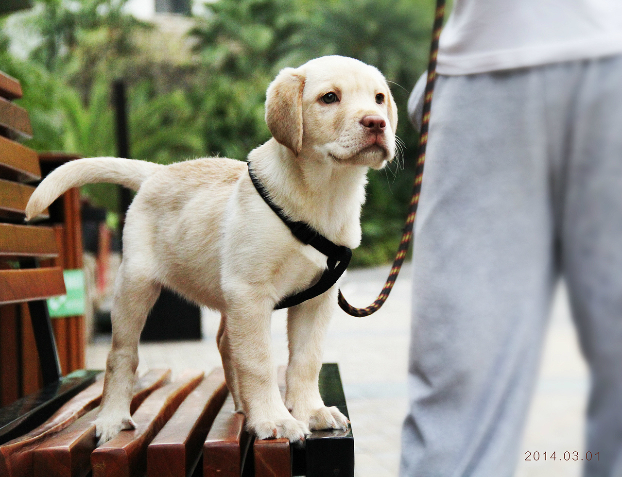 泡泡到家里3个月的时候（图ZMjI2Mjg3Njg=） - 宠物摄影 - 站酷设计师huangyan52406原创素材 - 站酷ZCOOL