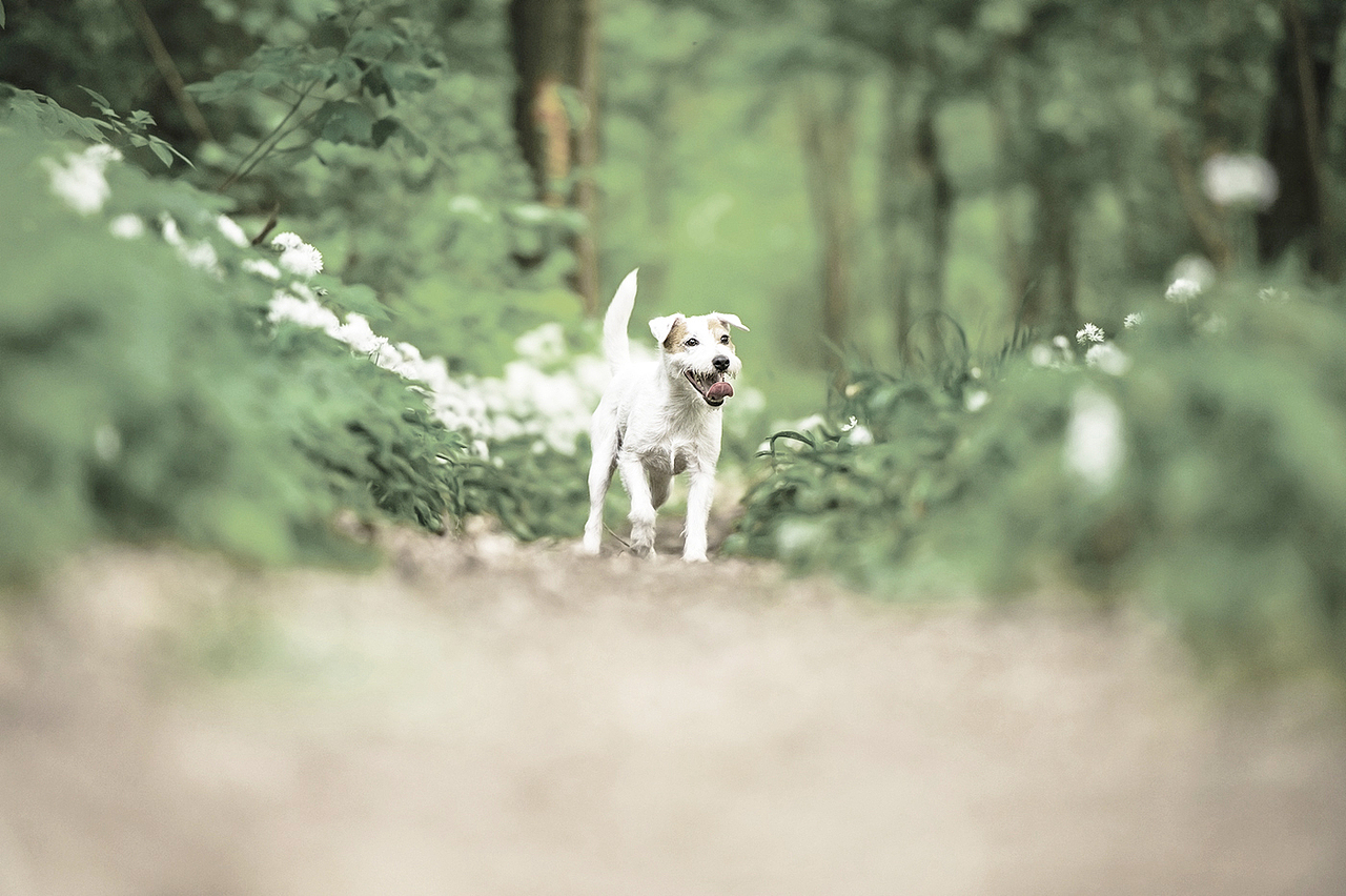 宠物食品包装设计（图ZMTIyNTUwODE2） - 包装 - 站酷设计师唐军义原创素材 - 站酷ZCOOL