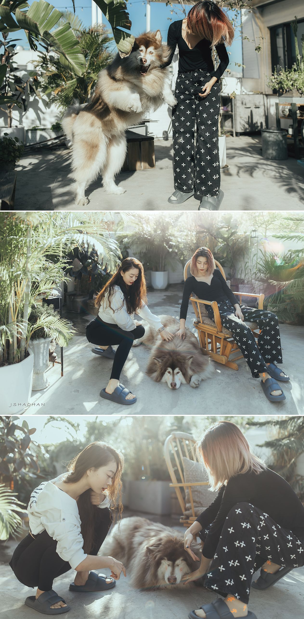 转阴后,晒太阳,大模带着她的🐶来看我