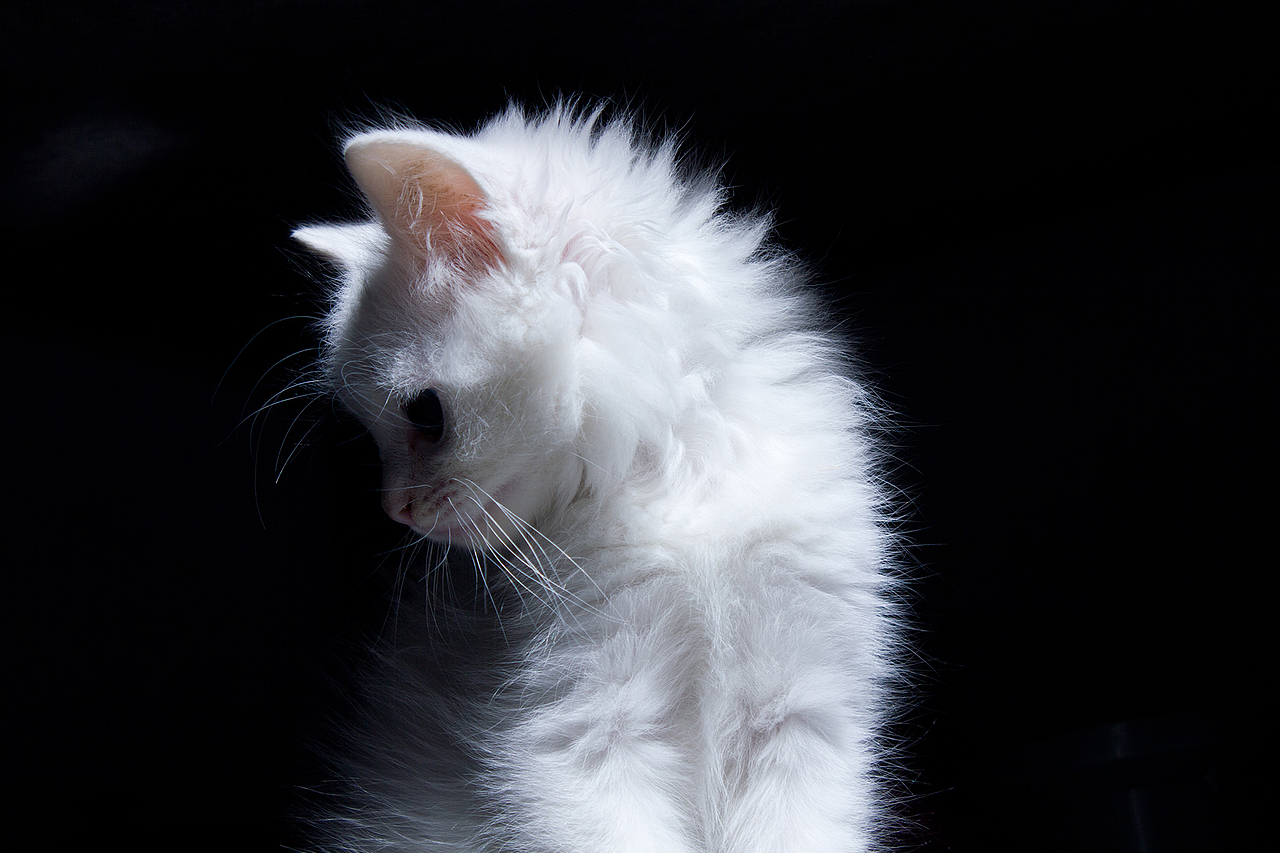 太白是只猫（图ZMTI2Nzk1MzI=） - 宠物摄影 - 站酷设计师aking456原创素材 - 站酷ZCOOL