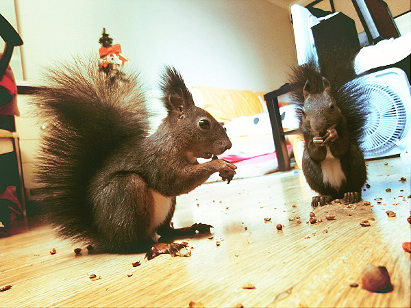 HI~我是爆乳飞（图ZMTc5MzEyOA==） - 宠物摄影 - 站酷设计师pinkmana原创素材 - 站酷ZCOOL