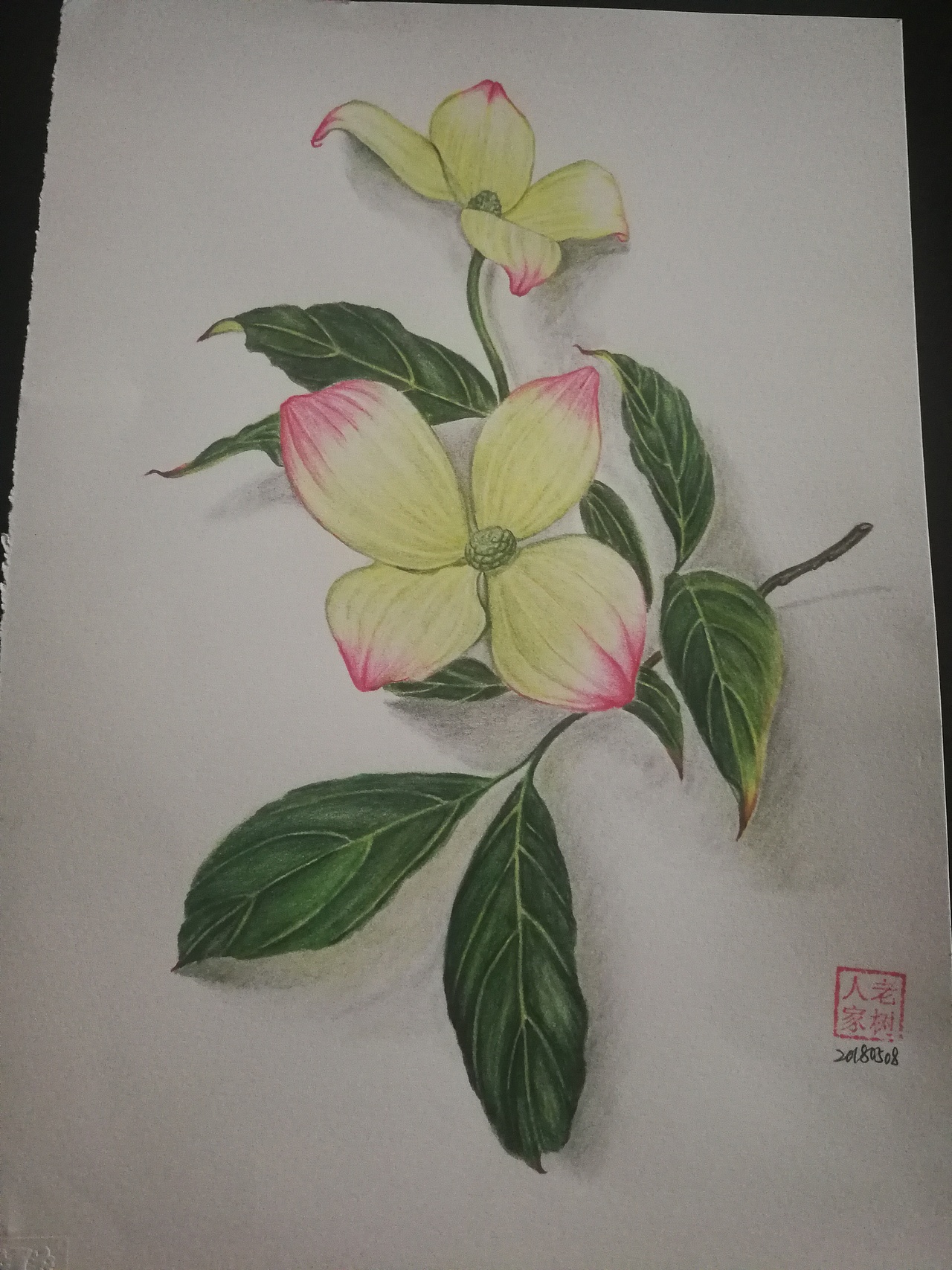 最近彩铅练习（图ZMTE1NDIyMDE2） - 绘画 - 站酷设计师老树人家原创素材 - 站酷ZCOOL