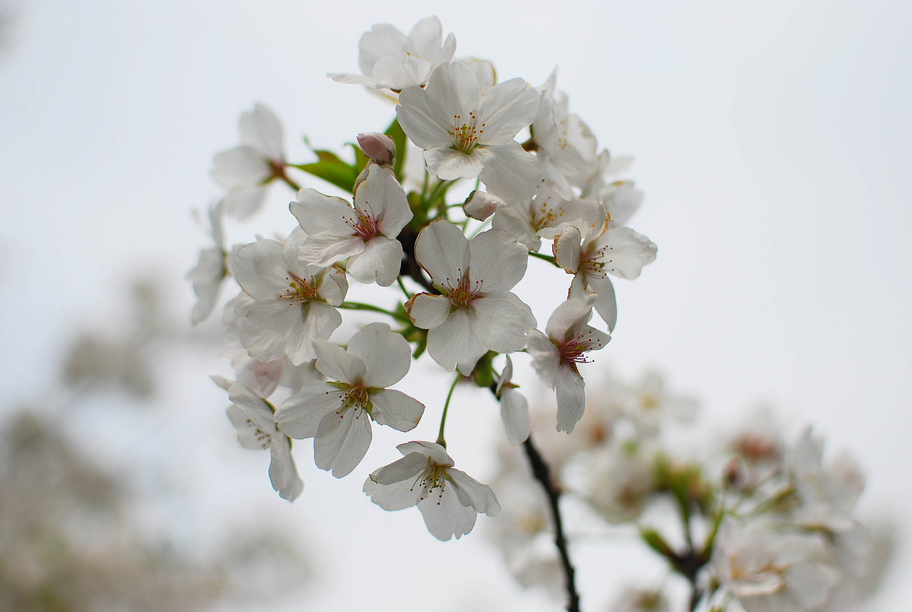 鲁迅公园（图ZNTQyMDc1Mg==） - 风光摄影 - 站酷设计师石头行者原创素材 - 站酷ZCOOL