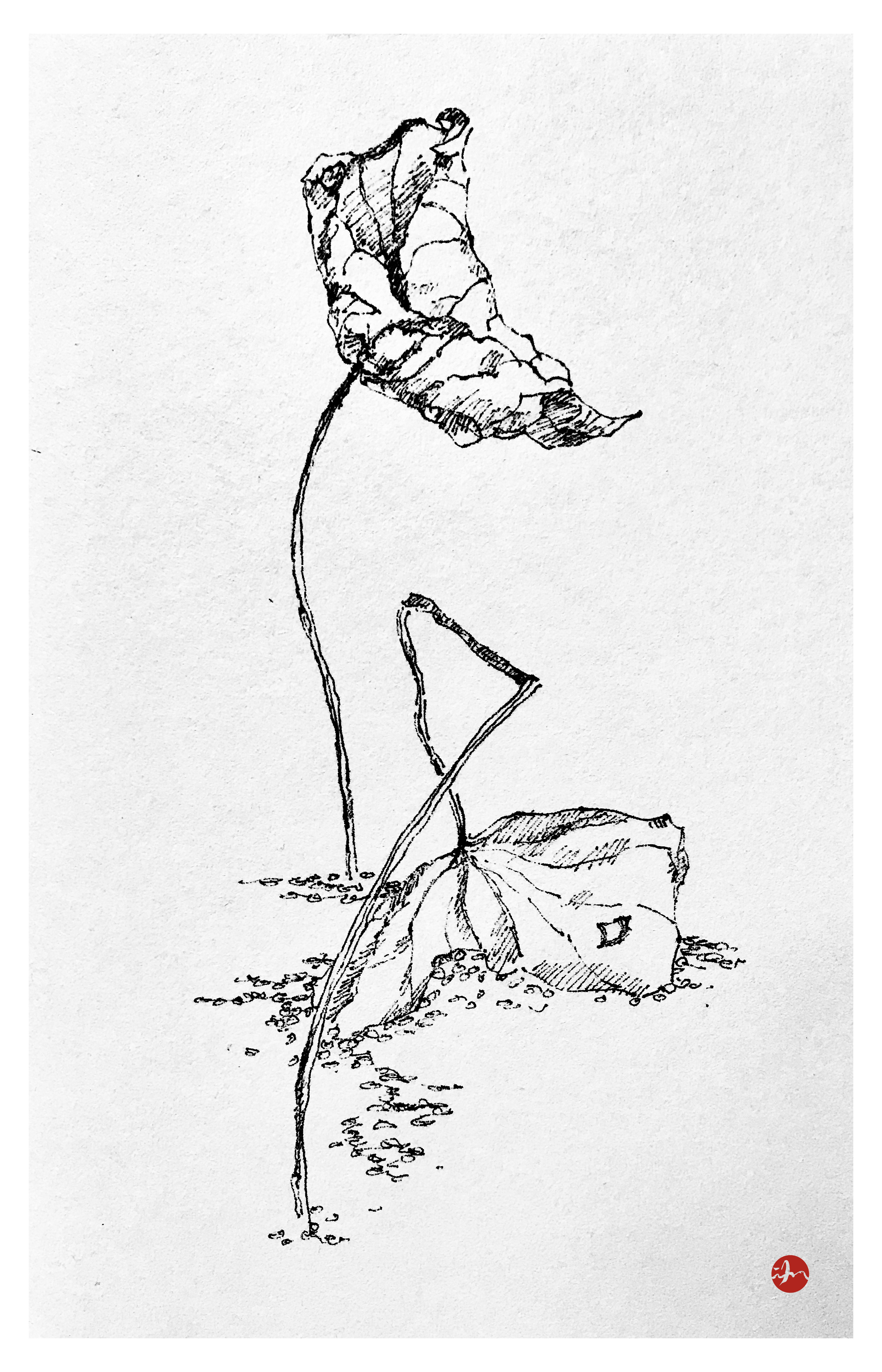 线相系列—钢笔画·静物 2