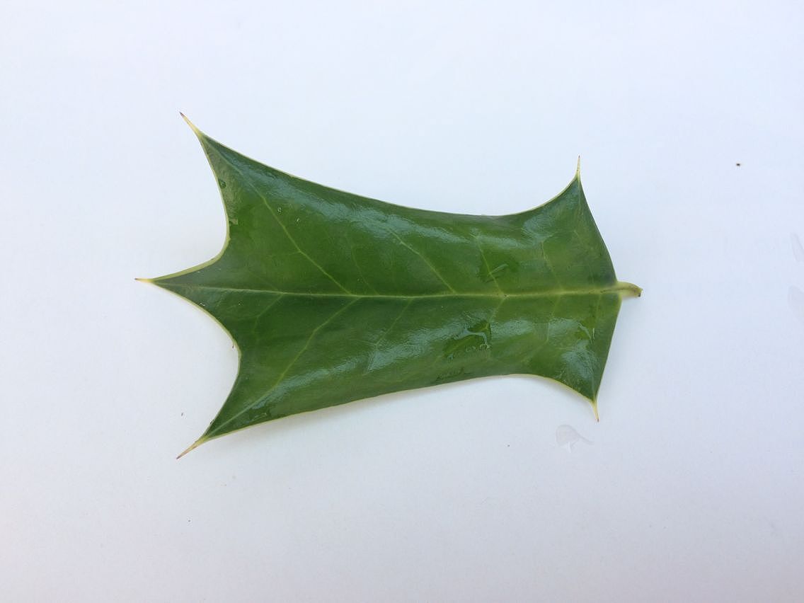 百草园到三味书屋