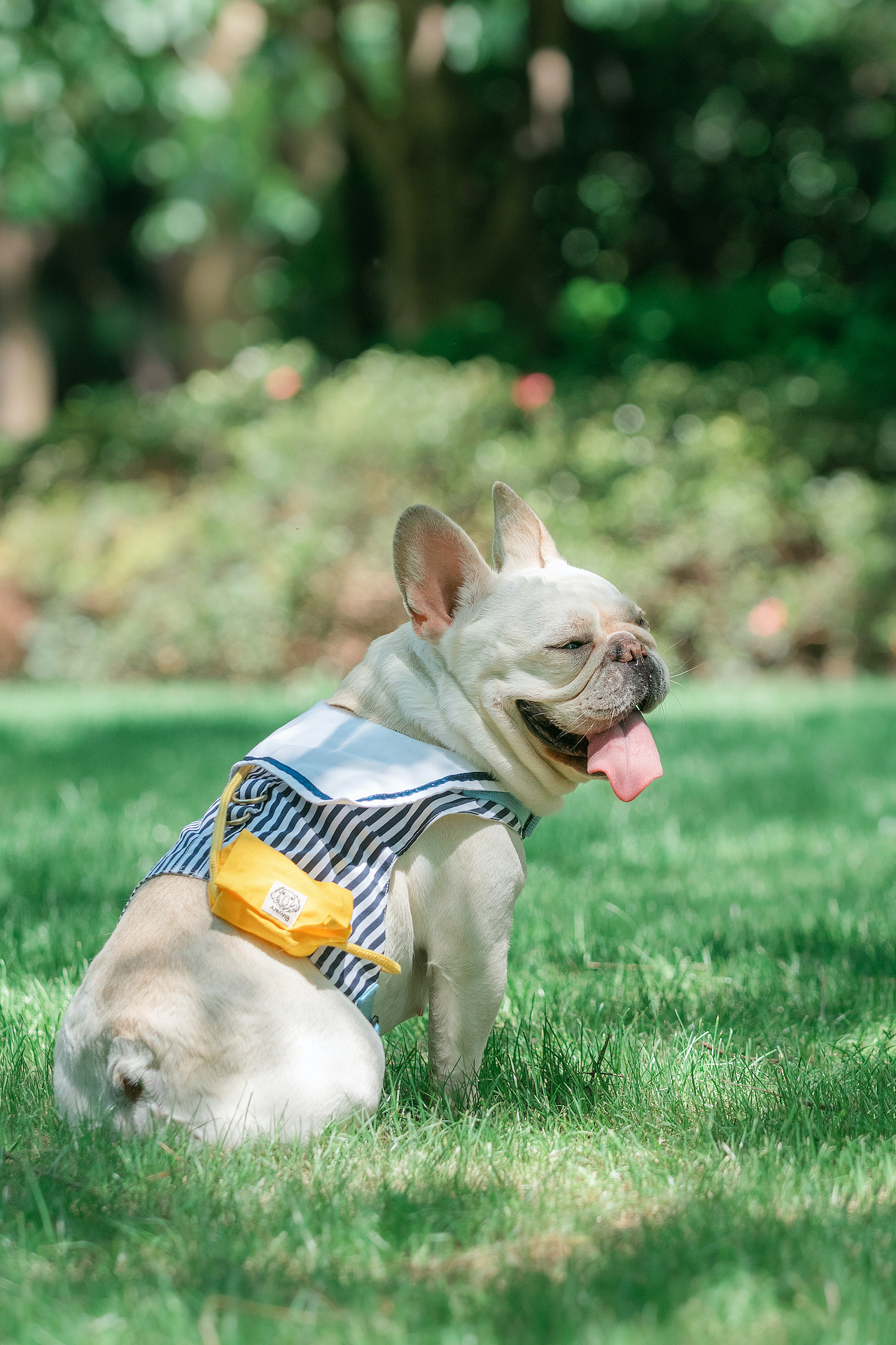 法牛的夏天 【均木纪实宠物摄影 宠物摄影 杭州】（图ZMjMxODQ0OTg0） - 宠物摄影 - 站酷设计师均木纪实宠物摄影原创素材 - 站酷ZCOOL